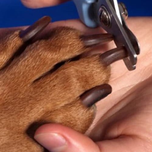 Tırnak ve Tüy Bakımı