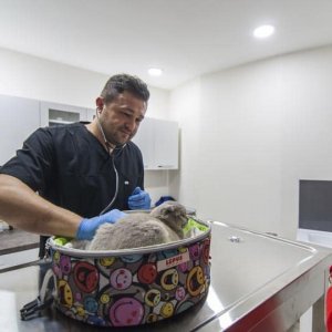 veteriner8 veteriner8