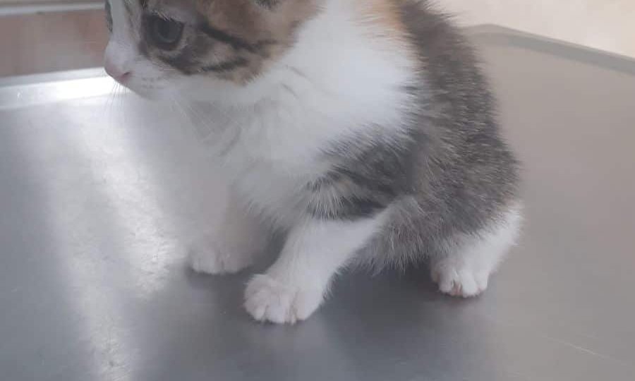 WhatsApp Image 2018-05-22 at 14.39.43 (1)