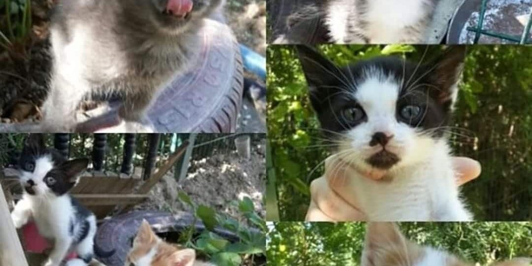 WhatsApp Image 2018-06-08 at 13.43.58